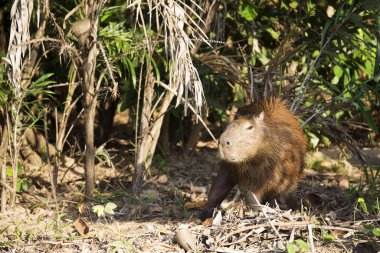 Tropikal Pantanal 'da capybara