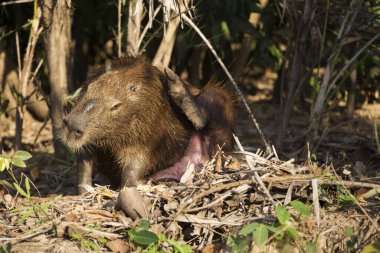 Tropikal Pantanal 'da capybara