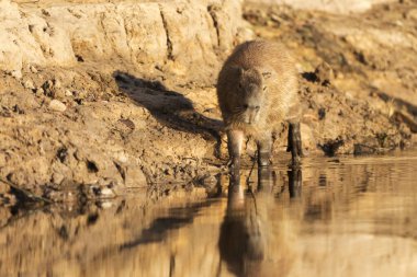Tropikal Pantanal 'da capybara