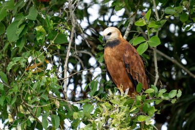 Siyah yakalı şahin tropikal Pantanal 'da