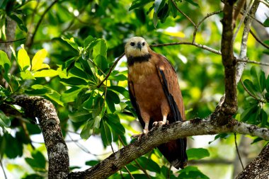 Siyah yakalı şahin tropikal Pantanal 'da