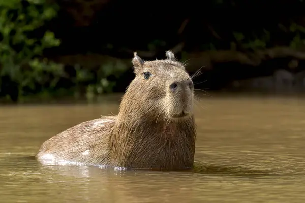 Tropikal Pantanal 'da capybara