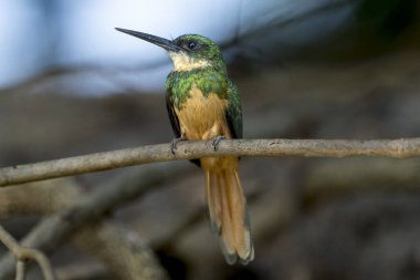 Paslı kuyruklu jakamar, tropikal Pantanal 'da dişi.