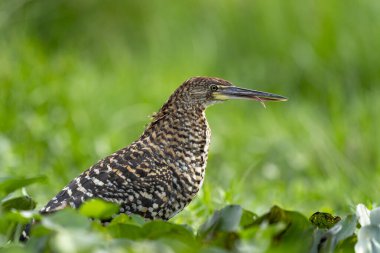 young rufescent tiger heron in tropical Pantanal clipart