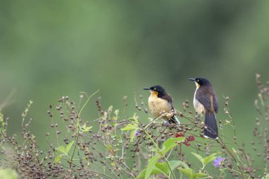 Siyah başlıklı donakobius tropikal Pantanal 'da