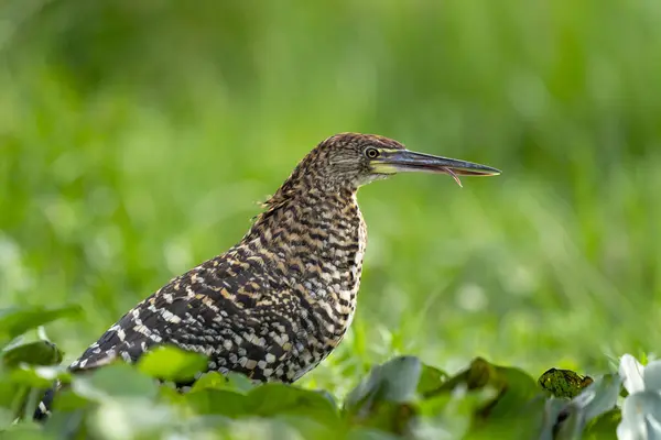Tropikal Pantanal 'da genç bir kaplan balıkçıl.