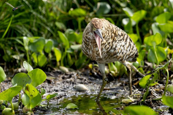 Tropikal Pantanal 'da genç bir kaplan balıkçıl.