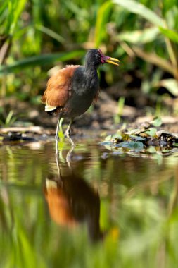 Tropikal Pantanal 'da sardalya Jacana