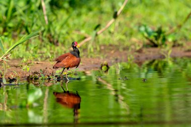 Tropikal Pantanal 'da sardalya Jacana