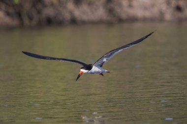 Tropikal Pantanal 'da siyah kaypak