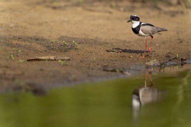 Tropikal Pantanal 'da karada kambur.