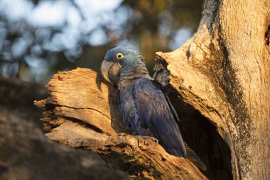 Tropikal Pantanal 'da sümbül papağanı