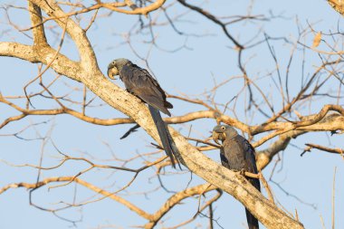 Tropikal Pantanal 'da sümbül papağanı