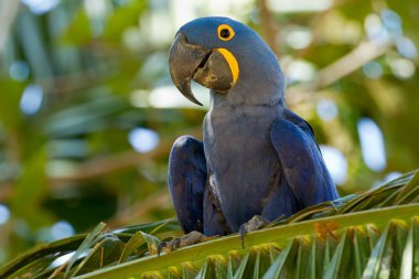 Tropikal Pantanal 'da sümbül papağanı
