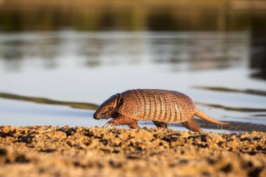 Tropikal Pantanal 'da sarı armadillo