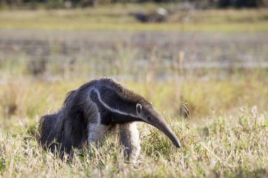 Giant anteater in tropical Pantanal clipart
