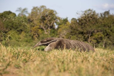 Tropik Pantanal 'da dev karıncayiyen