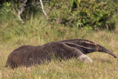 Tropik Pantanal 'da dev karıncayiyen
