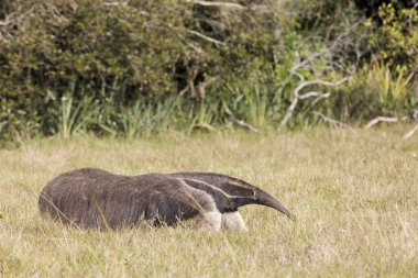 Tropik Pantanal 'da dev karıncayiyen