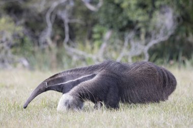 Giant anteater in tropical Pantanal clipart