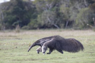 Tropik Pantanal 'da dev karıncayiyen