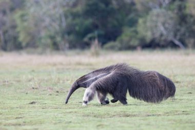Tropik Pantanal 'da dev karıncayiyen
