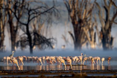 Nakuru Ulusal Parkı, küçük flamingo flamingonun en küçük türüdür.