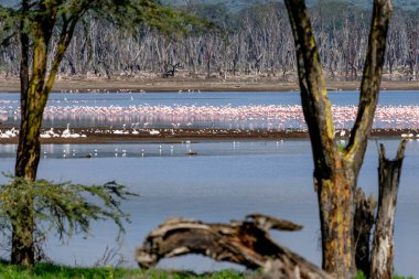 Nakuru Ulusal Parkı, küçük flamingo flamingonun en küçük türüdür.