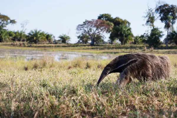 Γίγαντας Μυρμηγκοφάγος Στο Τροπικό Pantanal — Φωτογραφία Αρχείου