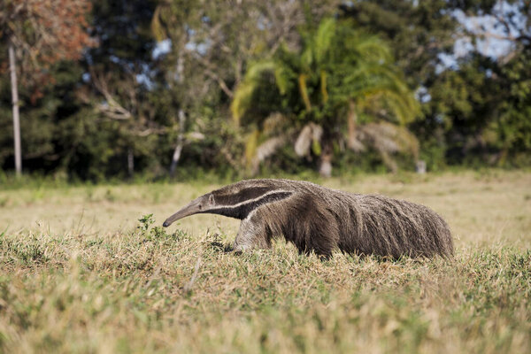 Giant anteater in tropical Pantanal