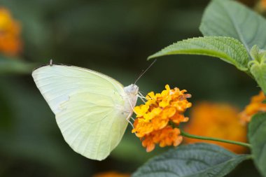 Katopsiya pomonası, yaygın göçmen, tropikal ormanda limon göçmeni