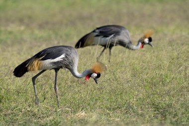 Amboseli Milli Parkı 'nda taç