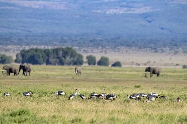 Amboseli Milli Parkı Nda Taç — Stok fotoğraf