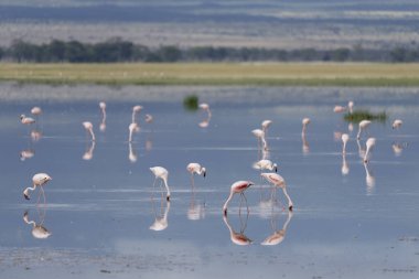 Amboseli Milli Parkı 'ndaki büyük flamingo