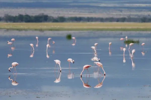 Größerer Flamingo Amboseli Nationalpark Stockbild