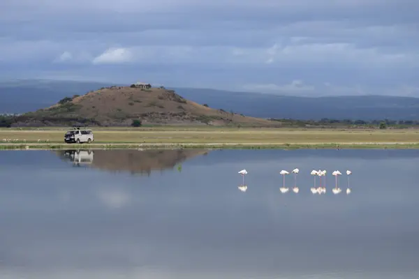 Größerer Flamingo Amboseli Nationalpark lizenzfreie Stockbilder