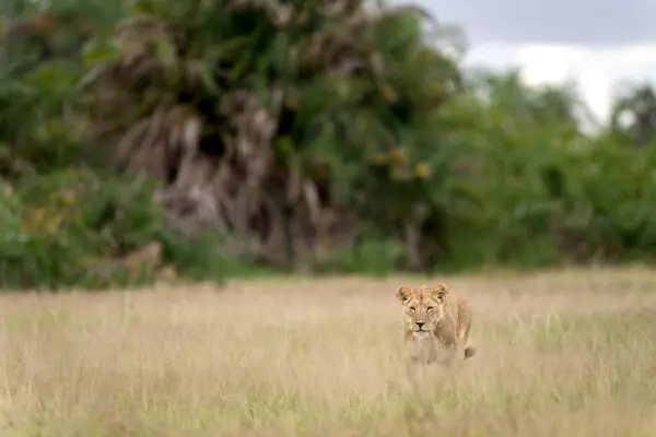 Λιοντάρι Στο Εθνικό Πάρκο Αμποσέλι Εικόνα Αρχείου