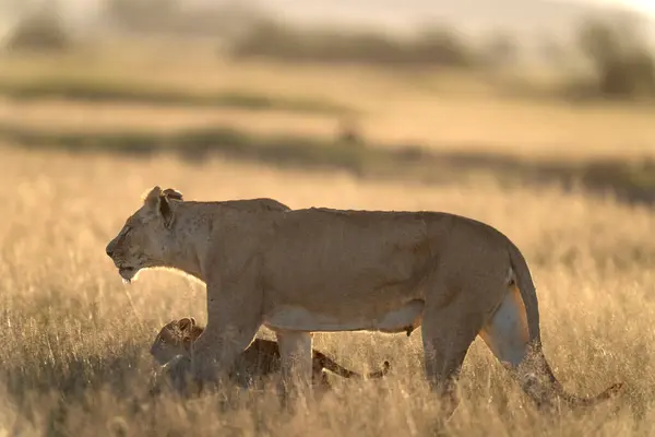 Λιοντάρι Στο Εθνικό Πάρκο Αμποσέλι Φωτογραφία Αρχείου