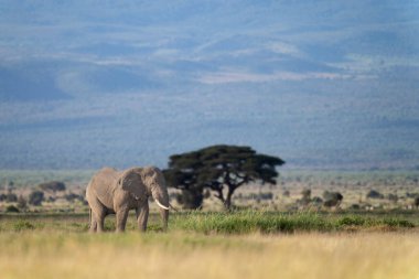 Fil Amboseli Ulusal Park