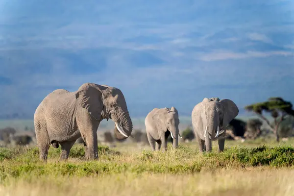 Ελέφαντας Εθνικό Πάρκο Αμποσέλι Εικόνα Αρχείου