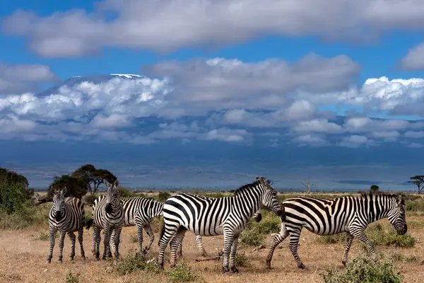 Grant Zebra Equus Quagga Boehmi Amboseli Nationalpark Stockfoto