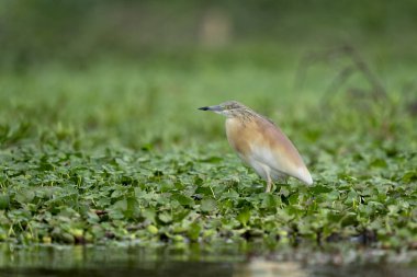 Naivasha national park, squacco heron, Ardeola ralloides clipart