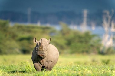 Nakuru national park, black rhino, Diceros bicornis clipart
