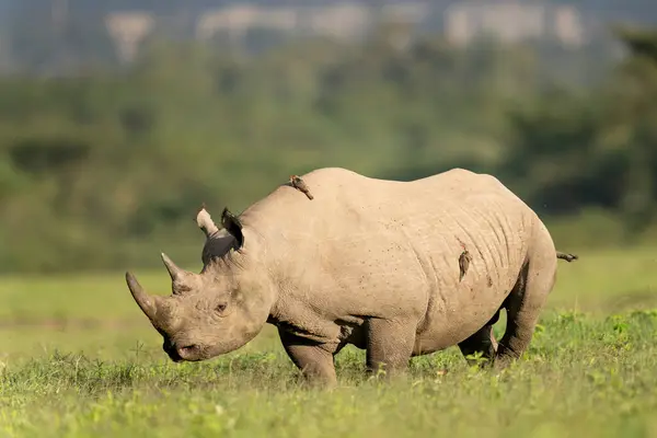 stock image Nakuru national park, black rhino, Diceros bicornis
