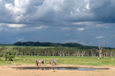 Nakuru Milli Parkı, Zebra Ovası