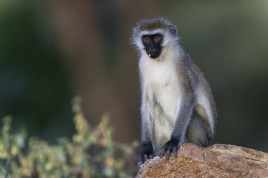 Samburu Milli Parkı, vervet maymunu ormanda oturuyor