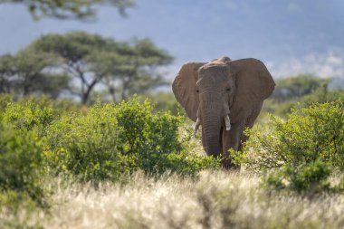 Samburu Ulusal Parkı 'nda fil
