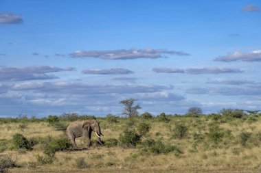 Samburu Ulusal Parkı 'nda fil