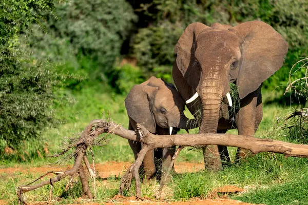 stock image elephant in Samburu national park