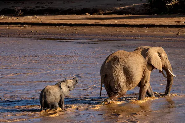 stock image elephant in Samburu national park